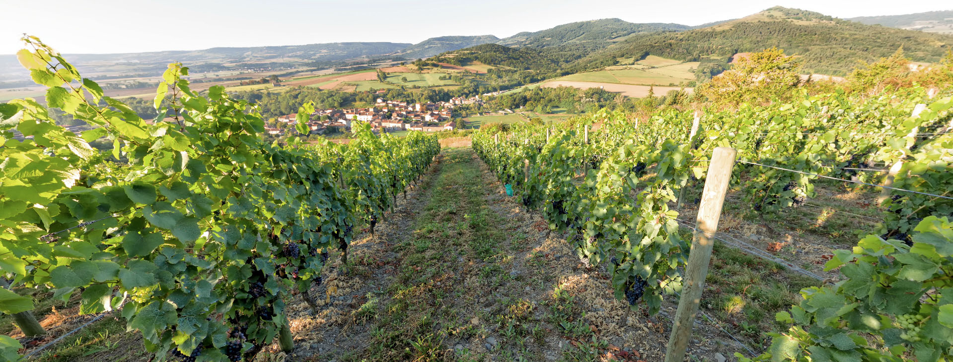 Visitez le vignoble Sauvat